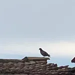 La Torretta